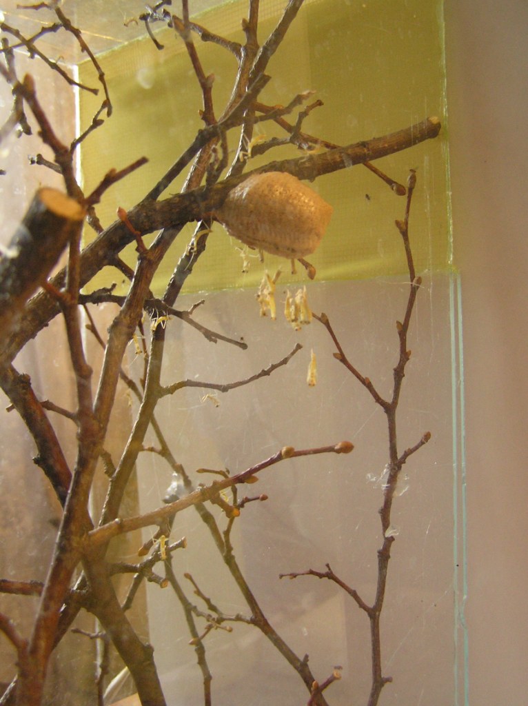 4-11-07.JPG